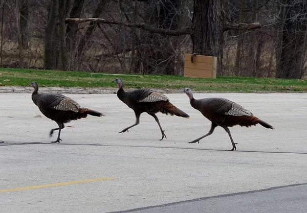 Female turkeys parking lot Female turkeys parking lot