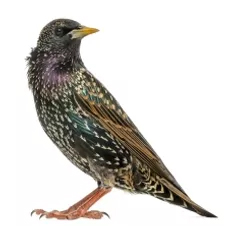 Starling