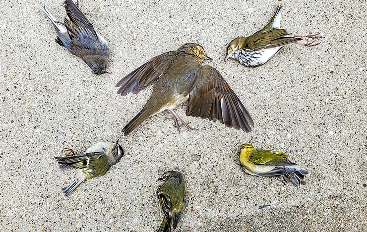 Bird Window Collisions