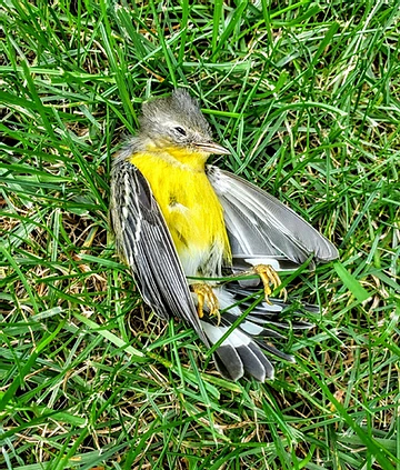 Preventing Window Collisions & Death Of Migratory Birds Preventing Window Collisions & Death Of Migratory Birds