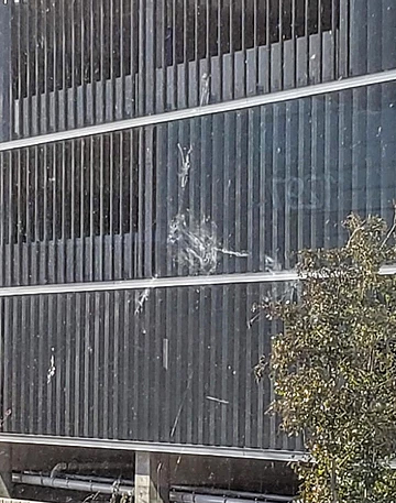 Preventing Window Collisions & Death Of Migratory Birds Preventing Window Collisions & Death Of Migratory Birds