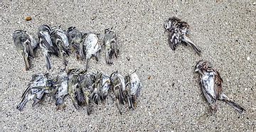 Preventing Window Collisions & Death Of Migratory Birds Preventing Window Collisions & Death Of Migratory Birds