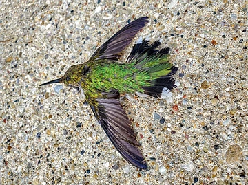 Preventing Window Collisions & Death Of Migratory Birds Preventing Window Collisions & Death Of Migratory Birds