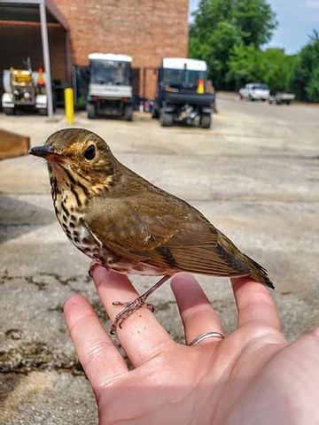 Preventing Window Collisions & Death Of Migratory Birds Preventing Window Collisions & Death Of Migratory Birds