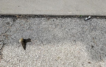 Preventing Window Collisions & Death Of Migratory Birds Preventing Window Collisions & Death Of Migratory Birds