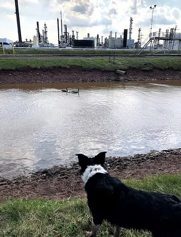 Oil refinery bird control wildlife