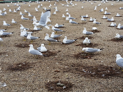 Milwaukee Gull Control Case Study