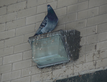 Pigeon Pest Bird Consulting Pigeon Pest Bird Consulting